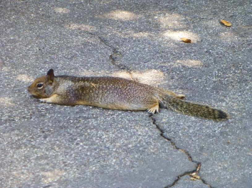 California Ground Squirrel splooting